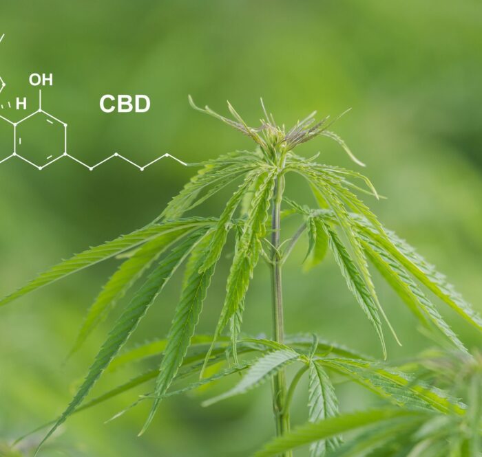 Cbd cannabidiol