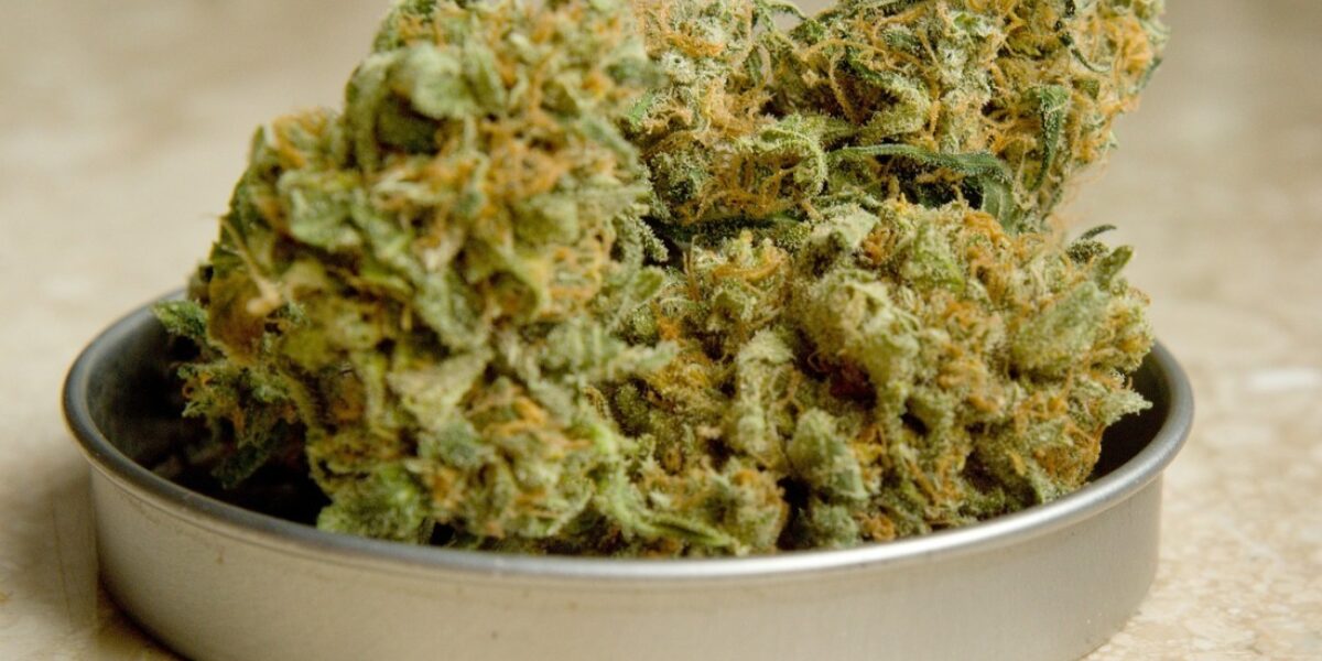 Como cultivar marihuana