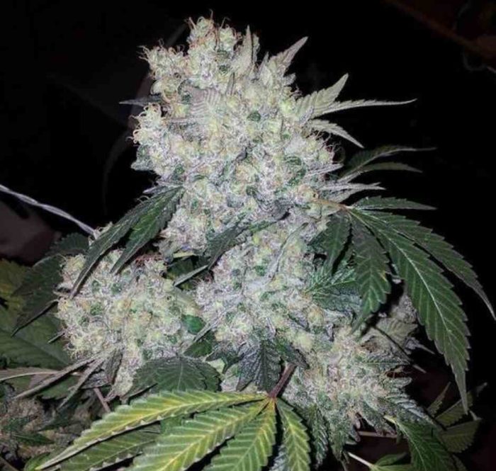 La White Widow est un must à Amsterdam et dans les "coffee shops" les plus populaires des Pays-Bas.