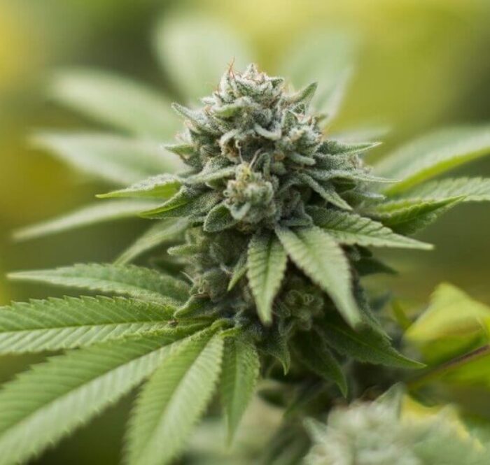 Elle s'appelle Gorilla Glue et est l'une des variétés de marijuana les plus célèbres et les plus puissantes du monde. Dans ce guide, nous partons à sa découverte.