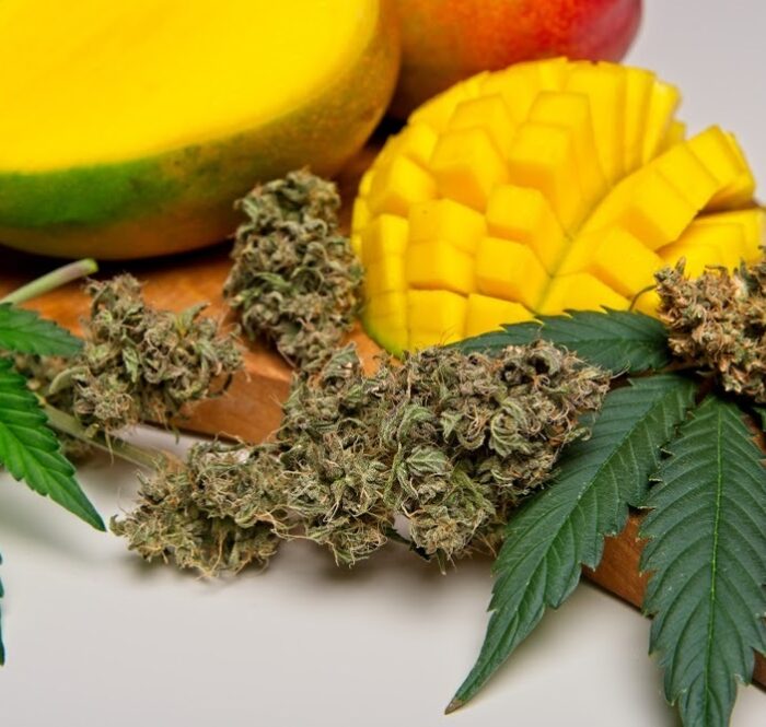 Mango haze