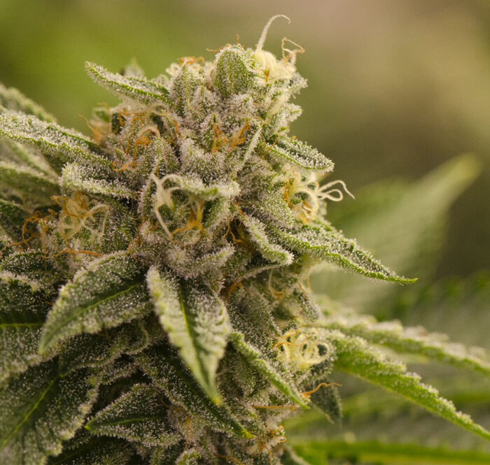 Purple Haze