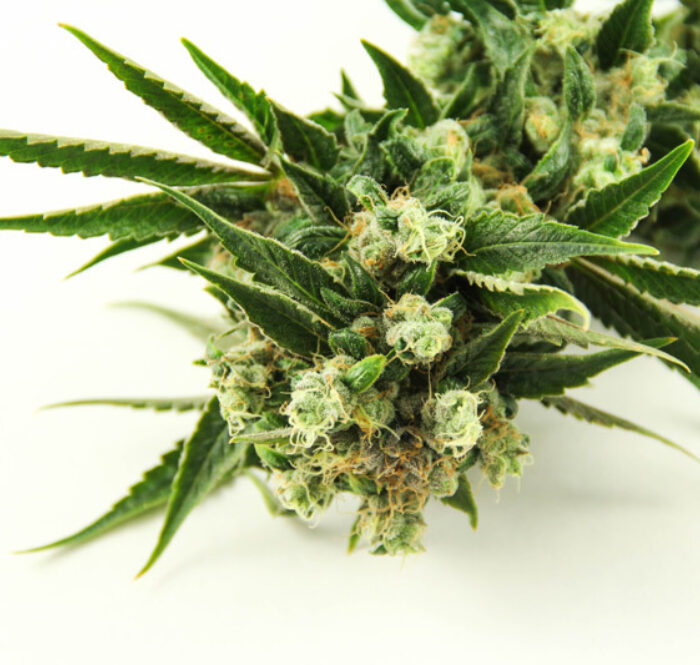 Candy Kush indoors1