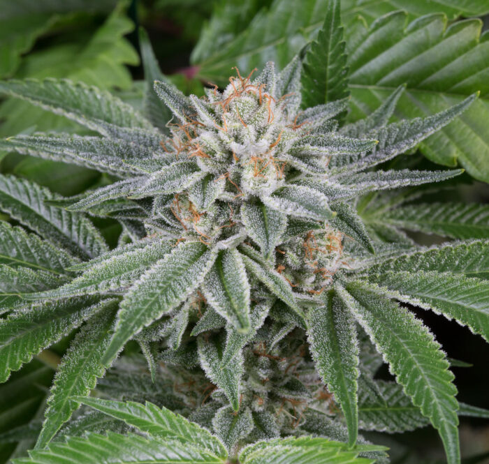Gorilla Kush est une variété de marijuana hybride à dominante indica, originaire des États-Unis.