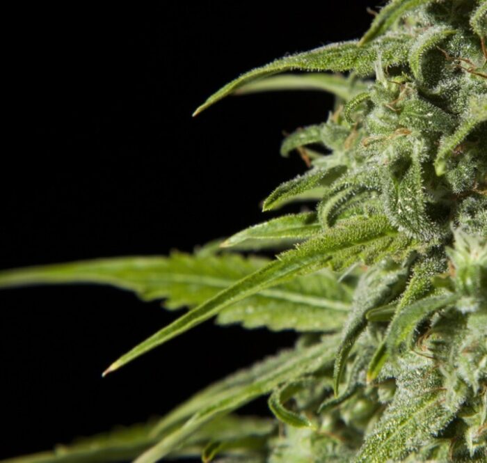 Lancée seulement en 1990, la Super Skunk est rapidement devenue une variété populaire.