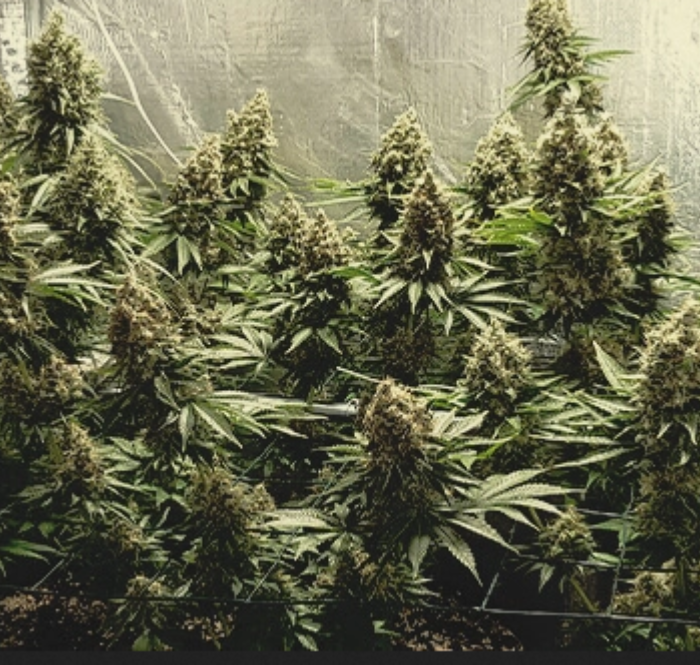 La Silver Haze doit son nom aux inflorescences caractéristiques couvertes de trichomes qui leur donnent un éclat argenté.