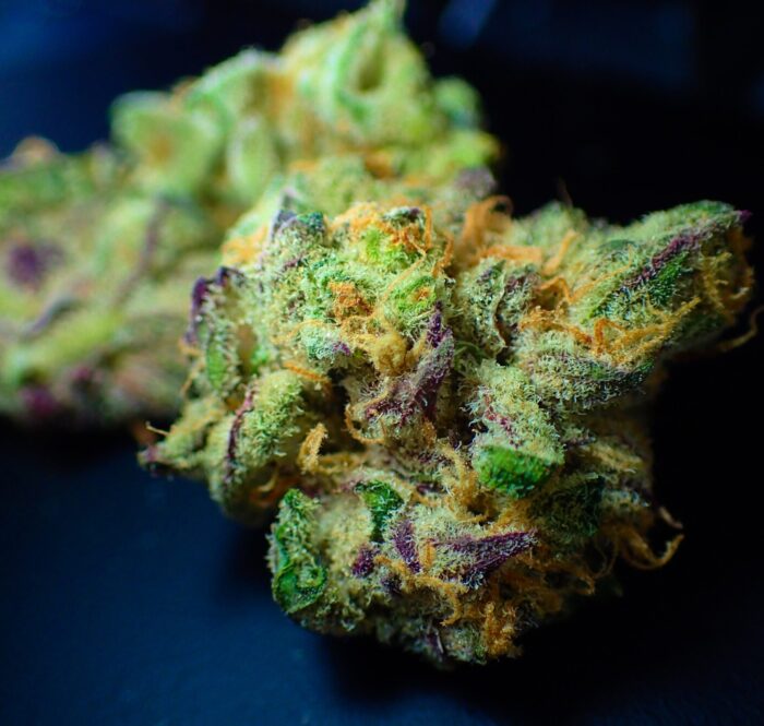 La cannabis sativa est une espèce de plante de marijuana. Lorsqu'elle est mise sous une forme utilisable, elle est connue pour ses effets énergisants et stimulants sur la créativité.
