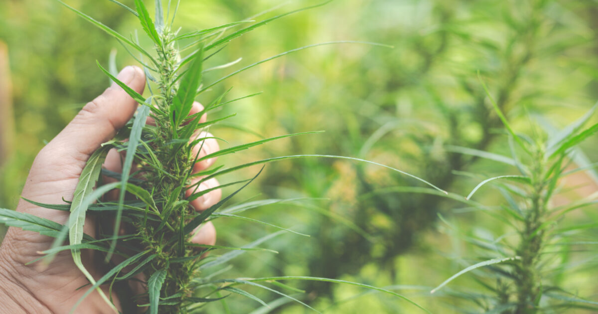 Principales caracteristiques du super lemon haze