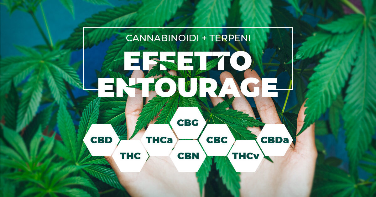 Varietes de cannabis