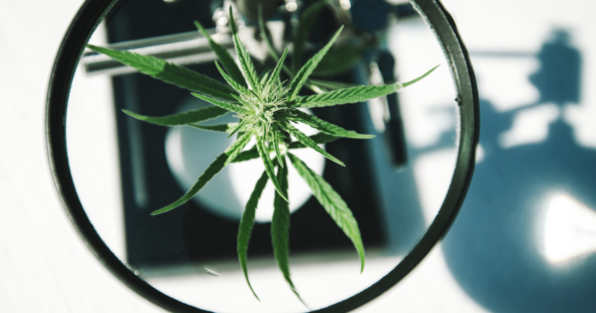 Le cbd et une gueule de bois