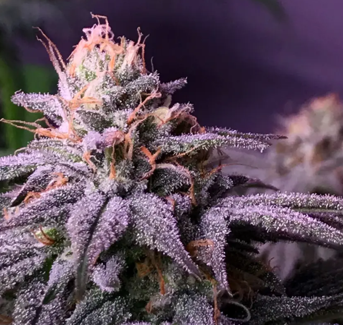 Marijuana blueberry