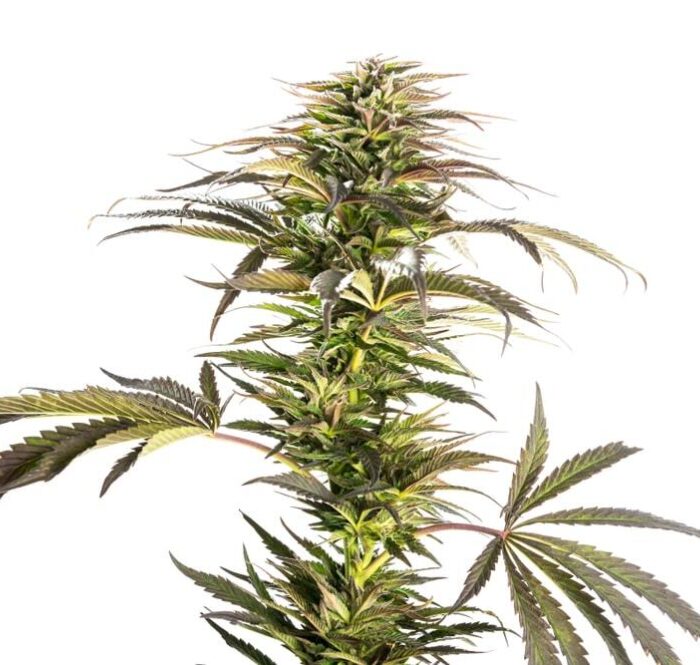Hindu Kush Cannabis Strain