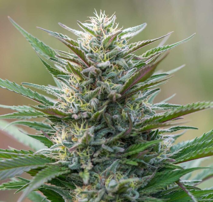 La variété de marijuana Master Kush est l'une des variétés les plus populaires de tous les temps. Dans ce petit guide, nous vous expliquons pourquoi.