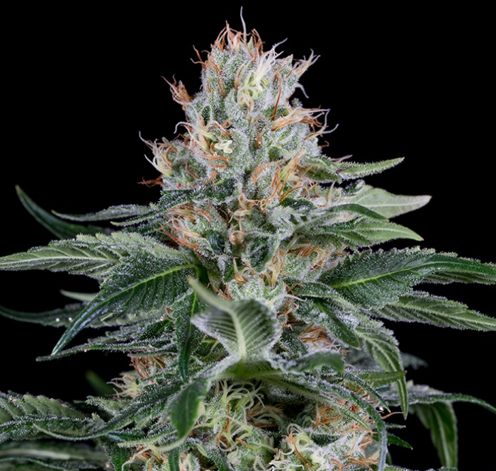 Orange juice weed