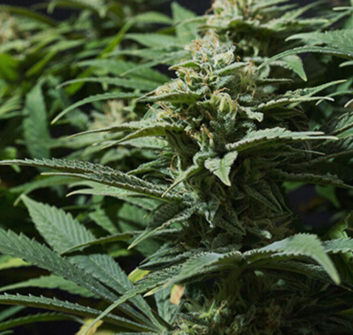 Bubble Gum est une souche hybride dominante sativa, offre des fleurs à haute teneur en THC. Dans cet article, nous explorons cette variété intéressante de cannabis.