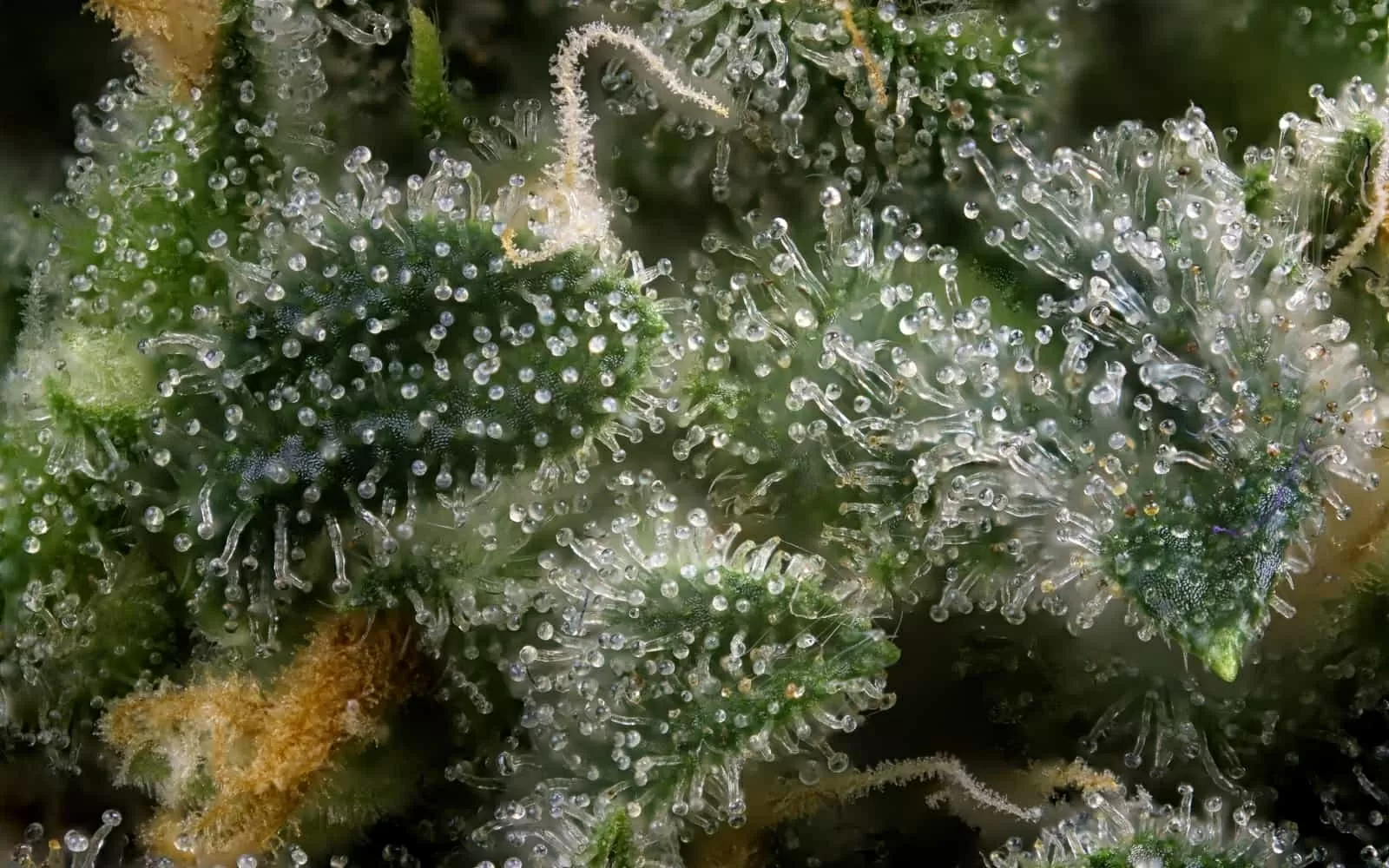 the terpenes present in different flowers such as cannabis are nothing more than essential oils that determine the aroma of each species. They are actually able to act as modulators of the cannabinoid effect, thereby enhancing the effects of CBD and THC.