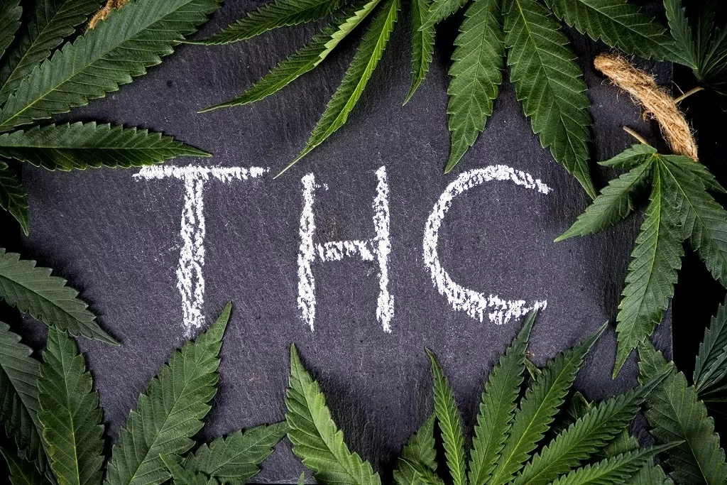 Tetrahydrocannabinol, or THC, is the psychoactive substance par excellence in cannabis: this active ingredient is responsible for the typical effects of taking marijuana, but it remains in the bloodstream for several days to several weeks