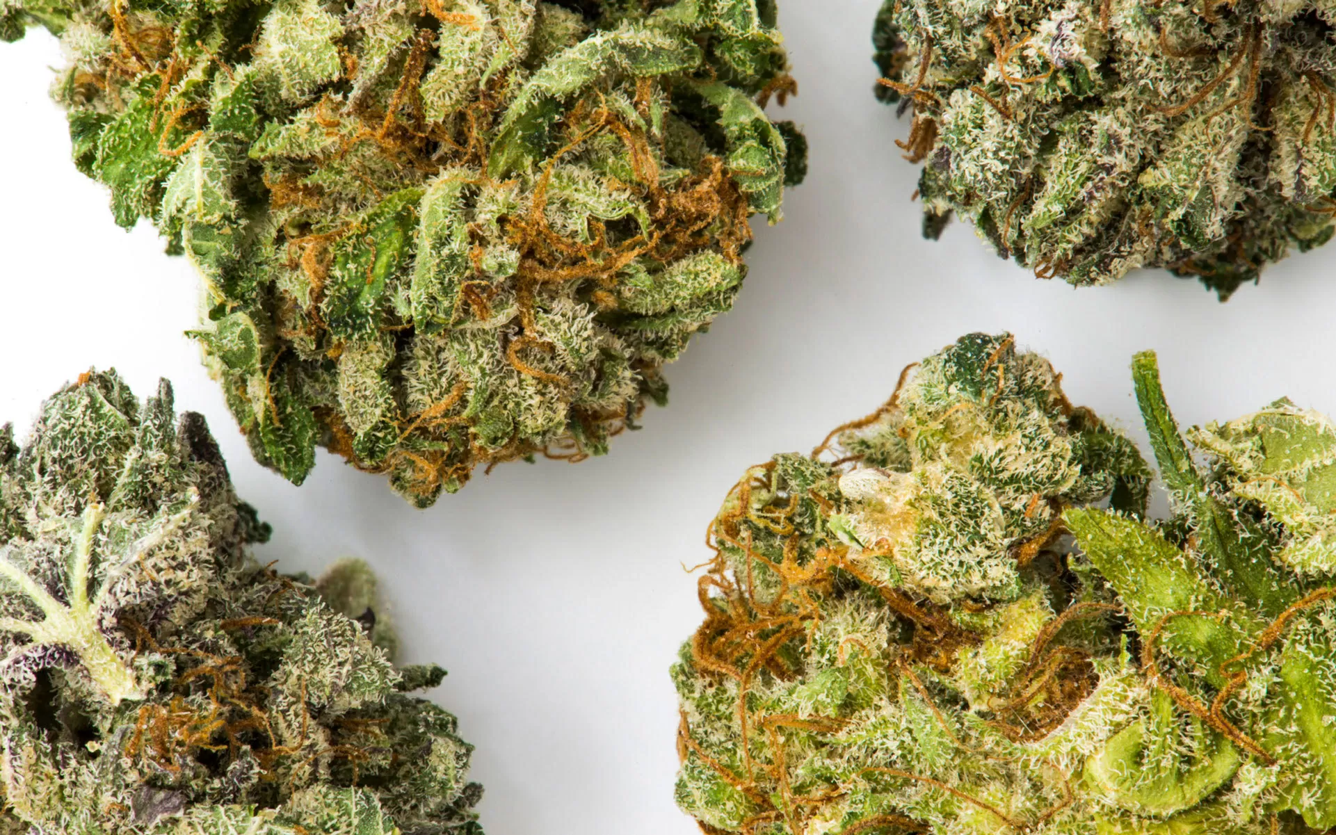 Evaluating good-quality weed solely on its visual appearance could in fact be misleading. For this reason, it is necessary to smoke it, vaporize it or use it in tasty marijuana recipes in order to draw the necessary conclusions.