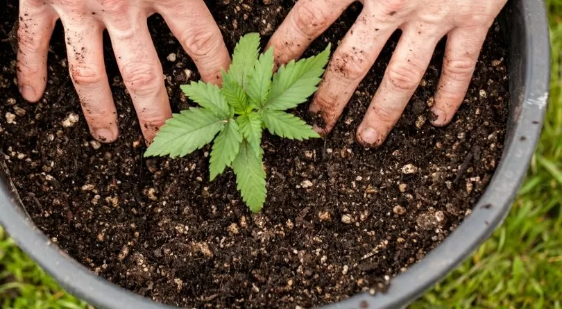 Tôt ou tard, cela arrive à tous les consommateurs réguliers de cannabis: pourquoi ne pas essayer de le cultiver ?