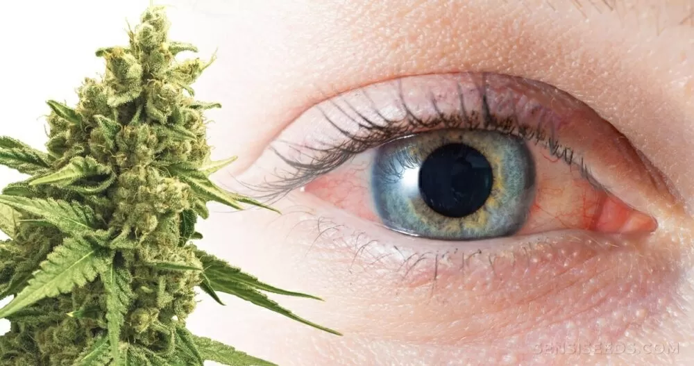Cannabis yeux rouges