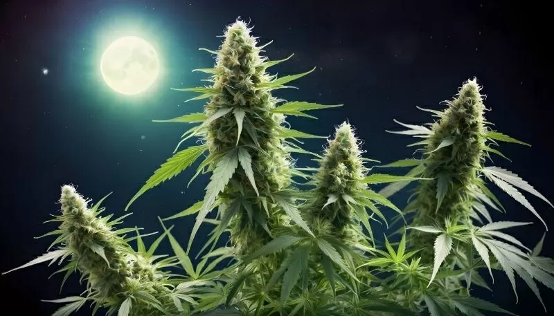 Cannabis et phases lunaires