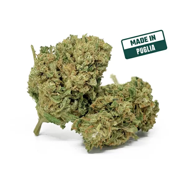 Super skunk cbd 08 2024