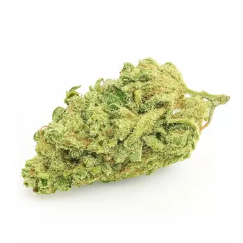 White widow 2025