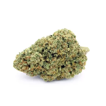 Gelato 2025