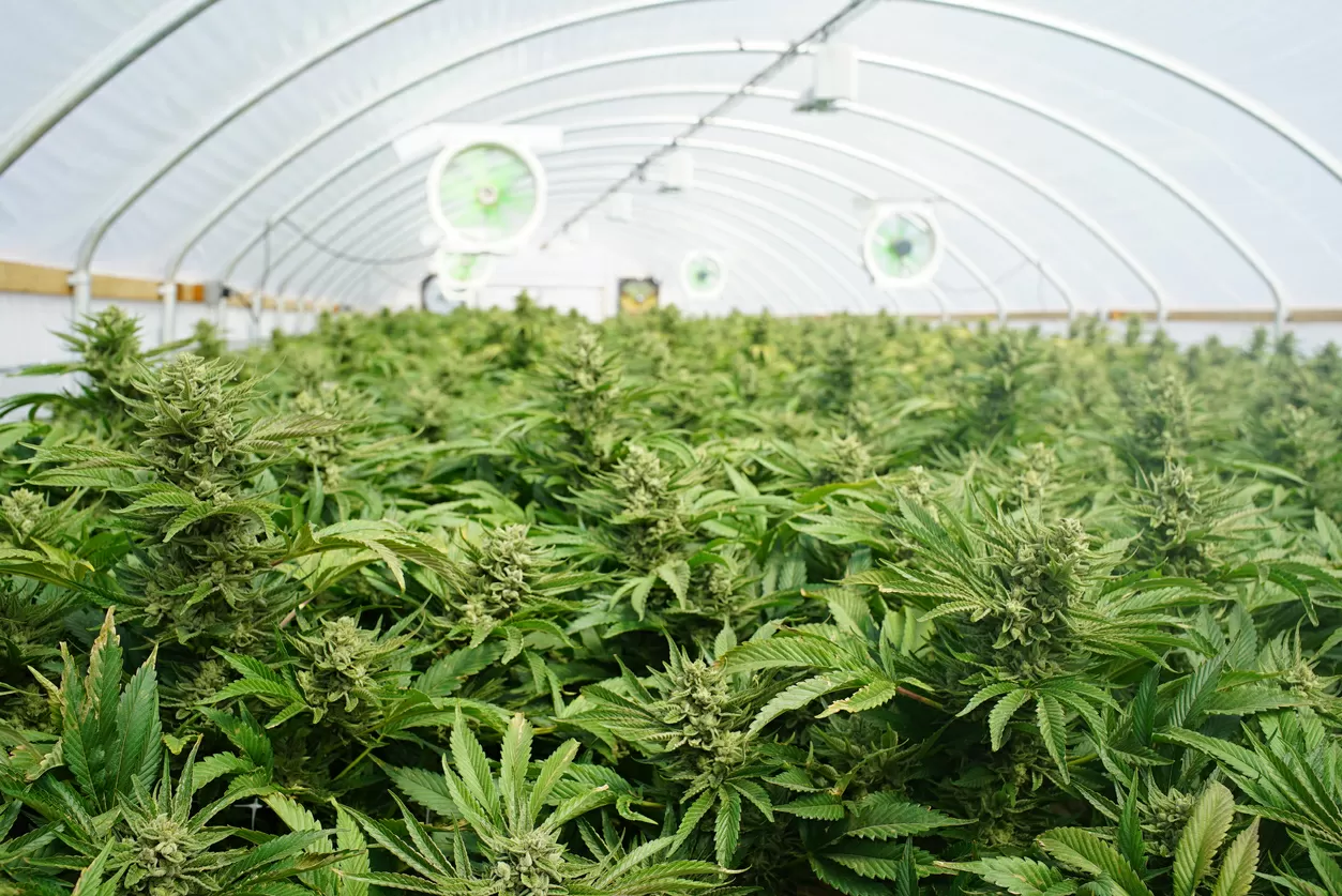 La marijuana, souvent désignée aussi par des termes tels que weed, ganja ou kief, est la matière végétale caractérisée par les inflorescences produites par les plantes femelles de cannabis sativa.