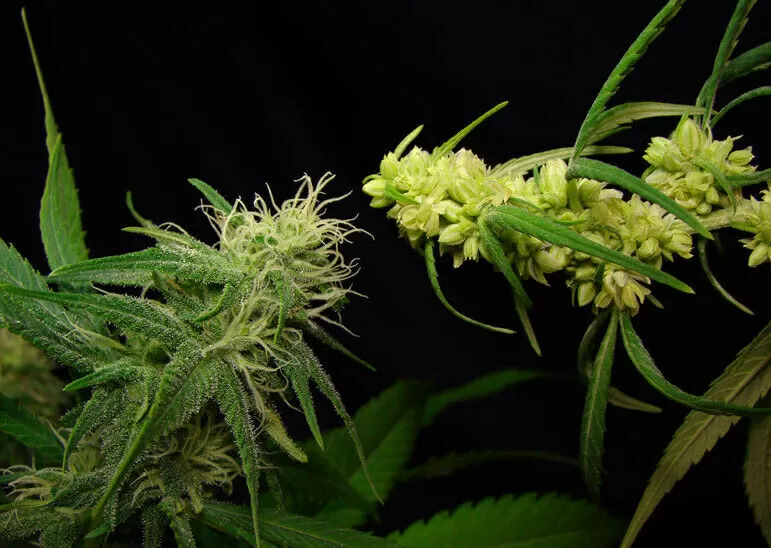 Both faces of desfran male and female cannabis