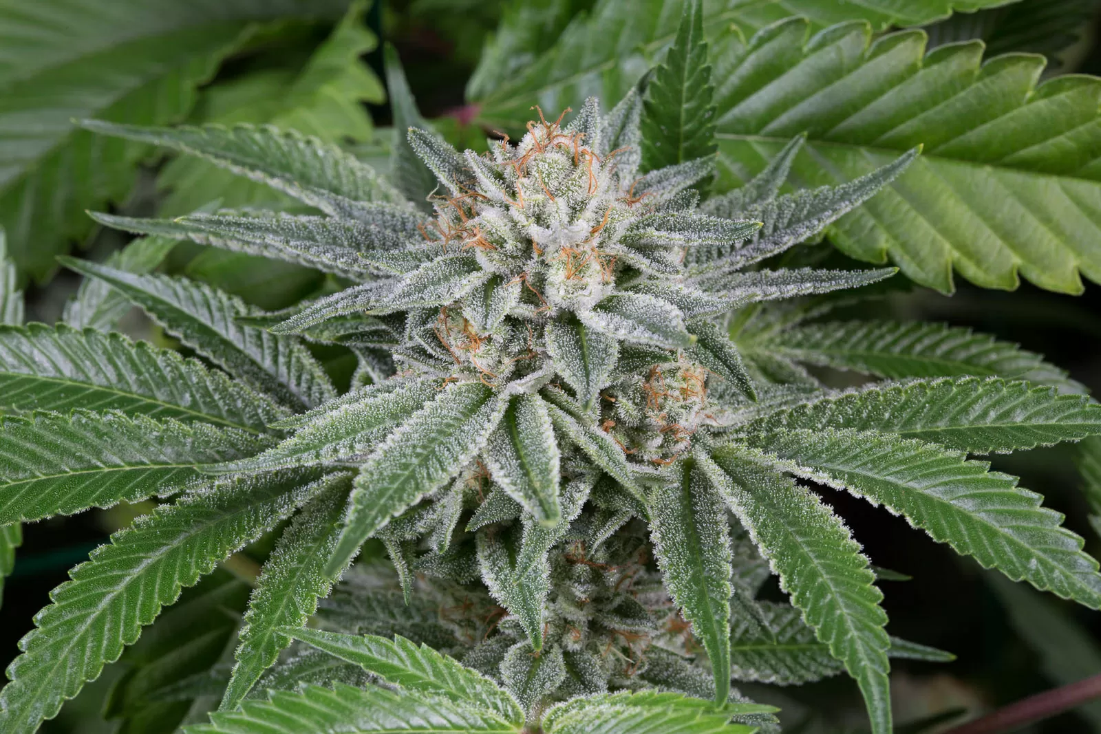 Gorilla Kush est une variété de marijuana hybride à dominante indica, originaire des États-Unis.