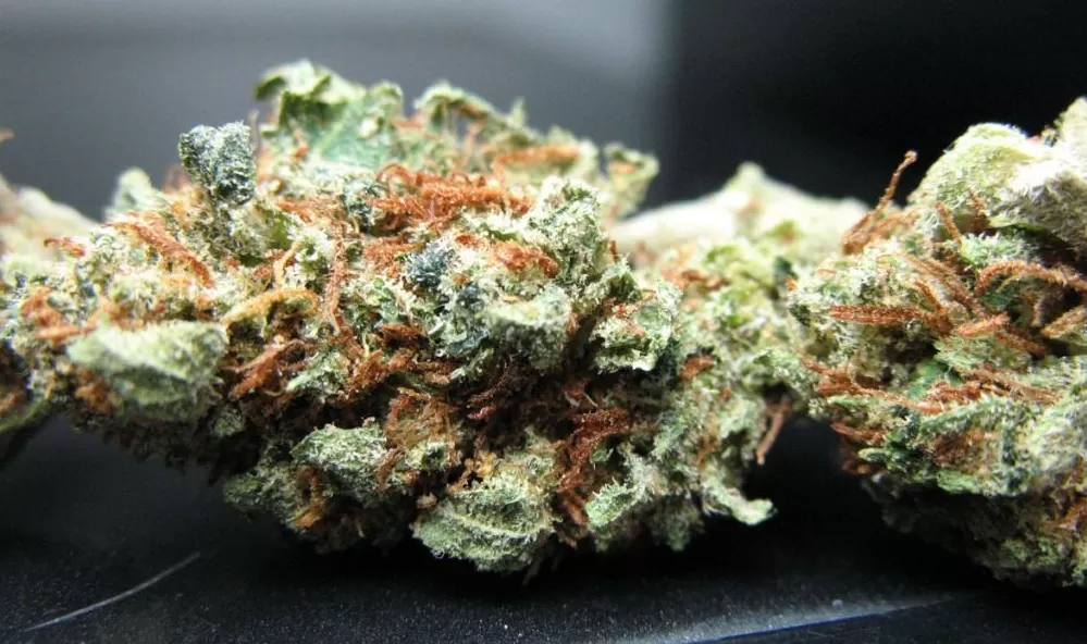 The Candy Kush marijuana strain is known for its characteristics of indica, sativa and ruderalis cannabis.