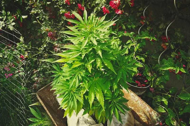 El cannabis es una especie botánica perteneciente a la familia de las Cannabáceas, proverbialmente conocida y apreciada porque produce todas las sustancias alucinógenas que componen la marihuana y sus derivados.