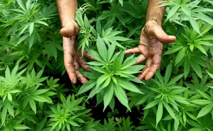 Como cultivar marihuana