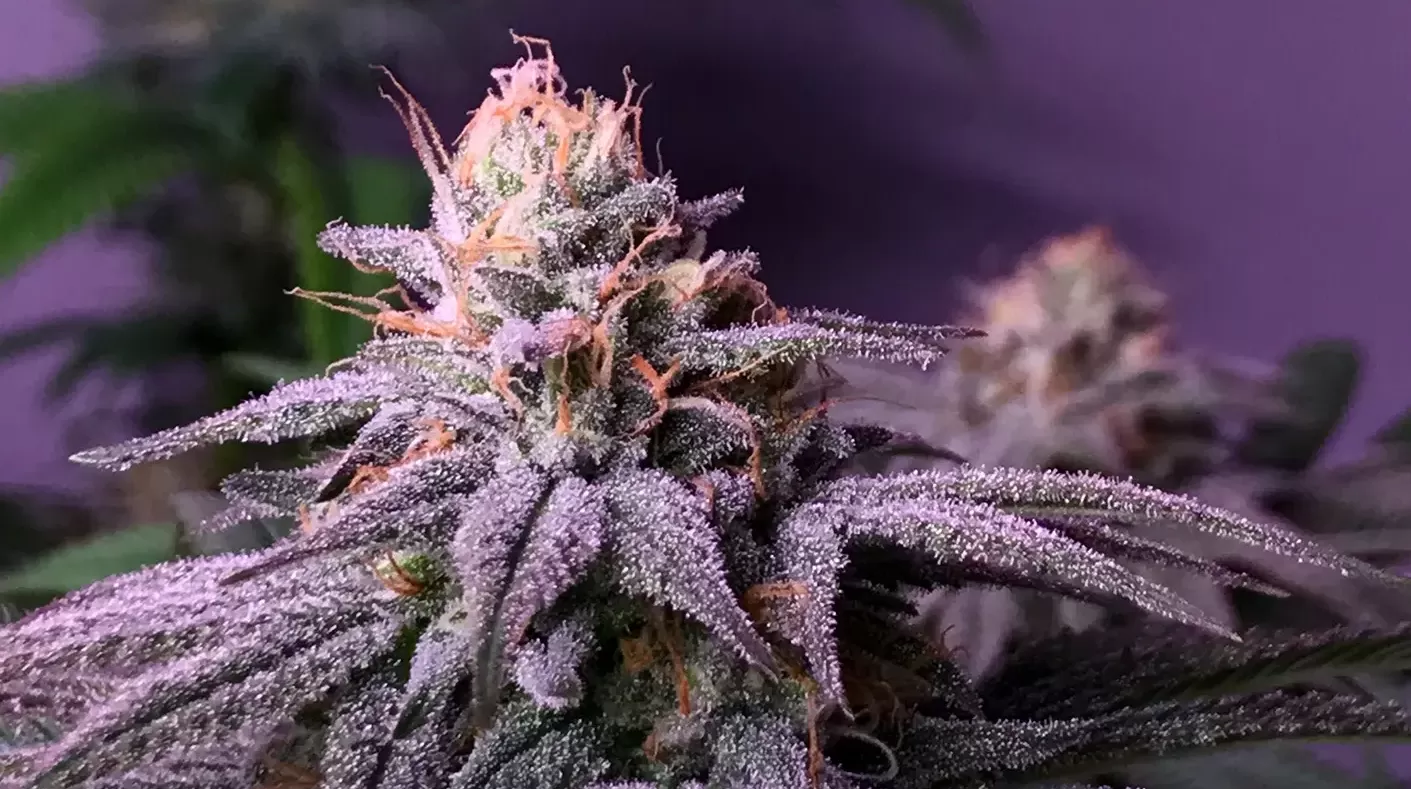 Marijuana blueberry