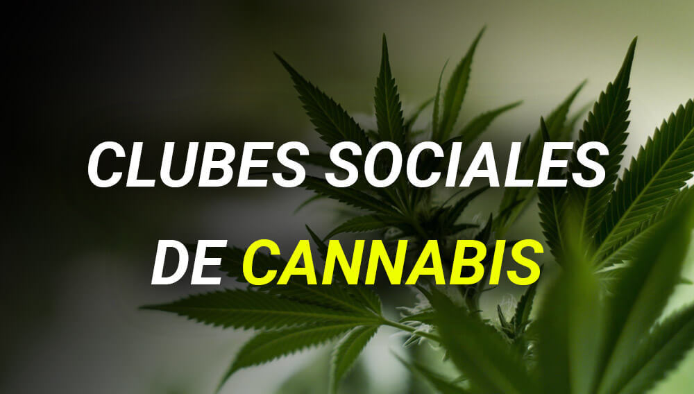 Los primeros clubes sociales de cannabis en España hicieron su aparición oficial en 2001, de la mano del Club de Catadores de Cannabis de Barcelona.