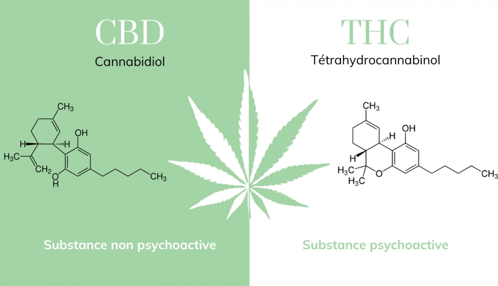 La marijuana contient plus de 60 cannabinoïdes, des composés chimiques d'origine naturelle, dont chacun est capable d'avoir des effets différents sur le corps. Le CBD, plus connu sous le nom de cannabidiol, est une substance naturellement présente dans le chanvre sativa, dont la particularité est de n'avoir aucun effet psychoactif ou psychotrope.