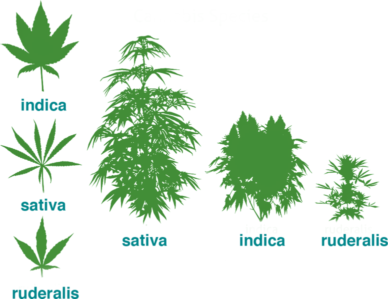 El cannabis Ruderalis es una variedad de cannabis relativamente nueva en el panorama del cultivo de cannabis. Crece en las regiones más frías del mundo, generalmente por encima de los 50 grados al norte del ecuador (en lugares como Rusia y China).