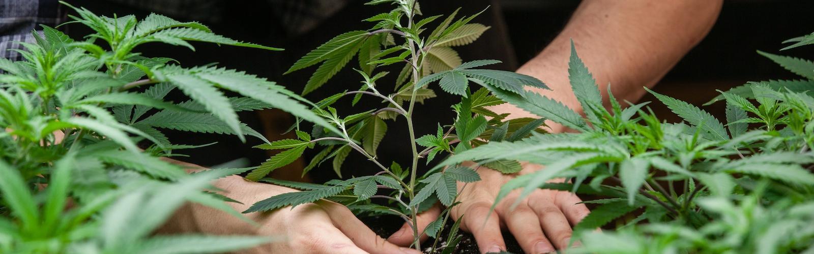 Aprender a gestionar un cultivo de marihuana es relativamente sencillo: el ciclo de vida de la planta sigue unas fases de crecimiento precisas, empezando por la siembra de las semillas de marihuana, que terminan su periodo de latencia una vez que entran en contacto con la humedad.