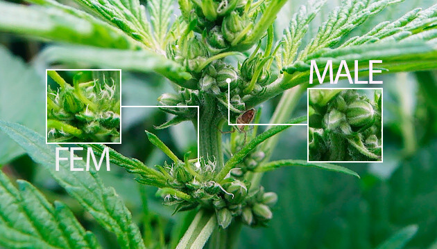 Cannabis Plant: How to Know if My Marijuana Plant Is Male or Female