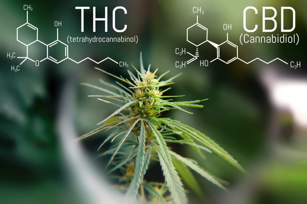 Legal hemp or Cannabis Sativa L. is intended for industrial, technical, food, textile, cosmetic use. Its limit of Delta 9-THC or less in the flowers is tolerated up to 0.3% and must be certified by analysis performed on the cultivation.