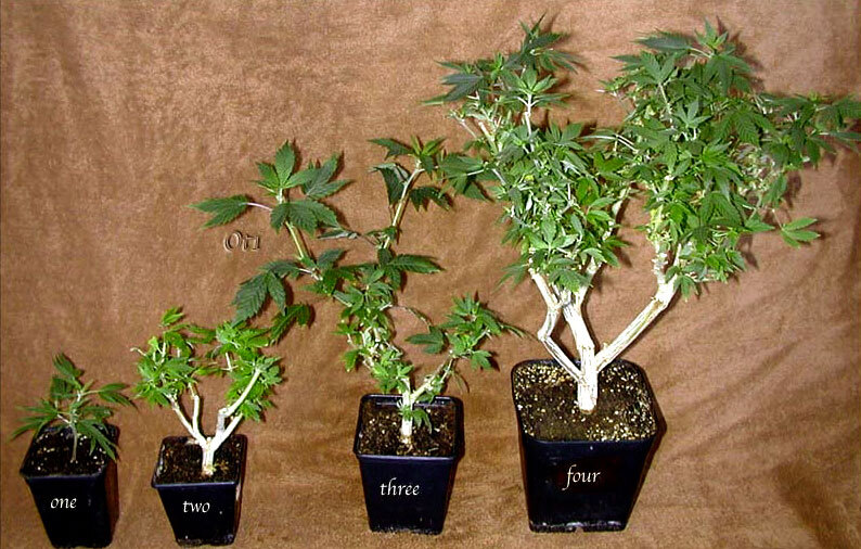 A cannabis plant must be at least two months old before it can be cloned. So the ideal is to take clones from mother plants that are two months old during the vegetative growth phase.