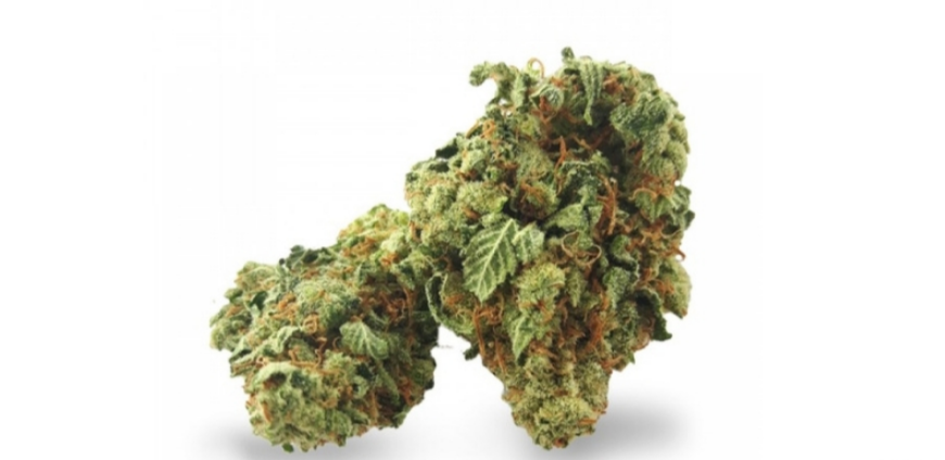 Your Guide to the Silver Haze Strain | CBDMania.eu