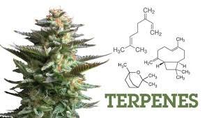 Los terpenos son un grupo de moléculas que se encuentran en la naturaleza, principalmente en el reino vegetal, en particular en las coníferas y en algunas especies de insectos