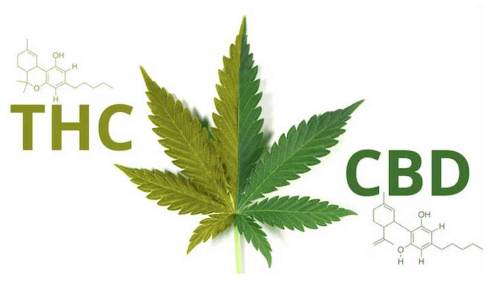 Les deux principaux cannabinoïdes du chanvre, le CBD et le THC, sont souvent confondus par ceux qui ne sont pas trop informés sur le sujet. Ils sont en fait très différents l’un de l’autre.