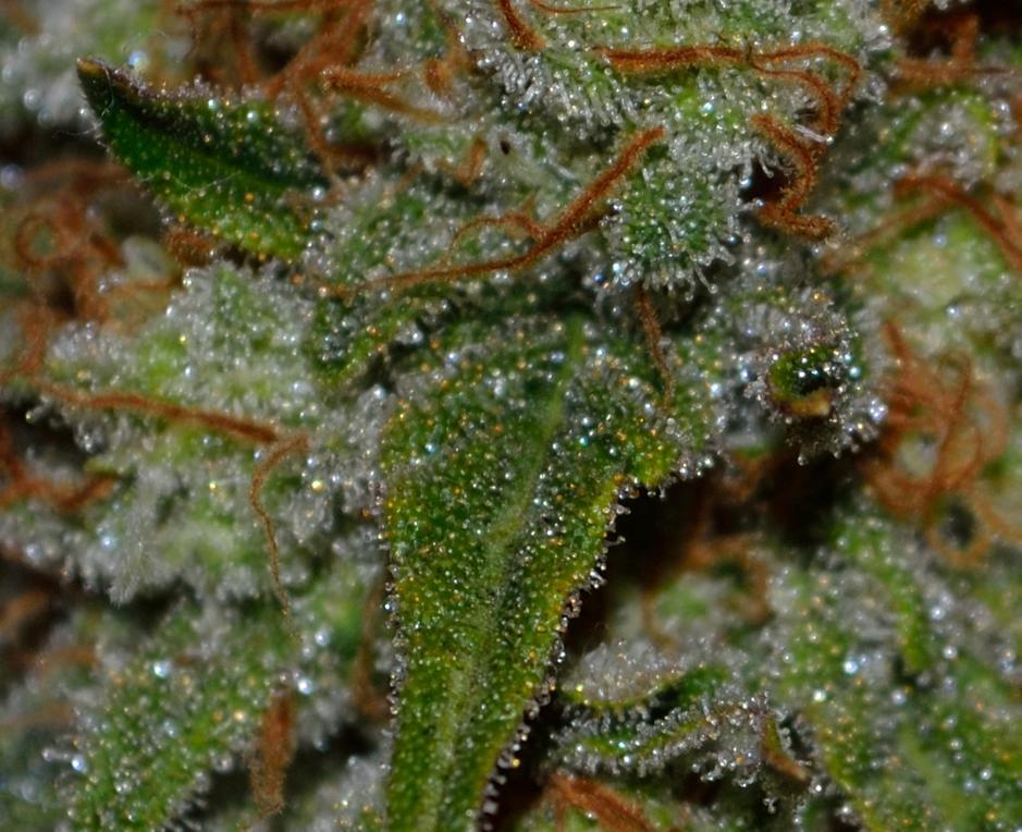 Les trichomes de cannabis sont des formations qui ressemblent à des poils glandulaires qui dépassent de la surface des feuilles et des calices.