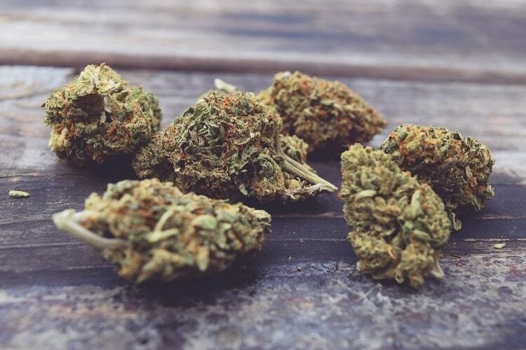 Cannabis CBD or also called high CBD weed, is a cannabis flower that contains a high CBD content and a low percentage of THC. Moreover, they are legal flowers that comply with regulatory claims.