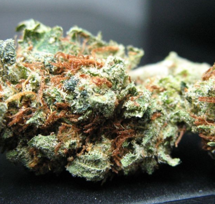 The Candy Kush marijuana strain is known for its characteristics of indica, sativa and ruderalis cannabis.