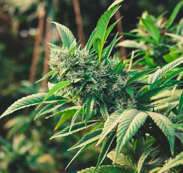La culture à autofloraison en extérieur du cannabis peut être très satisfaisante, avec des rendements qui ne gêneront pas même le cultivateur le plus expérimenté.