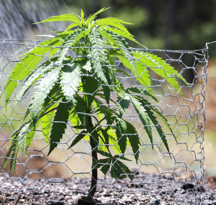 How to grow weed the main mistakes to avoid